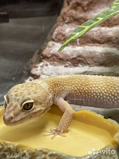 Эублефар с террариумом