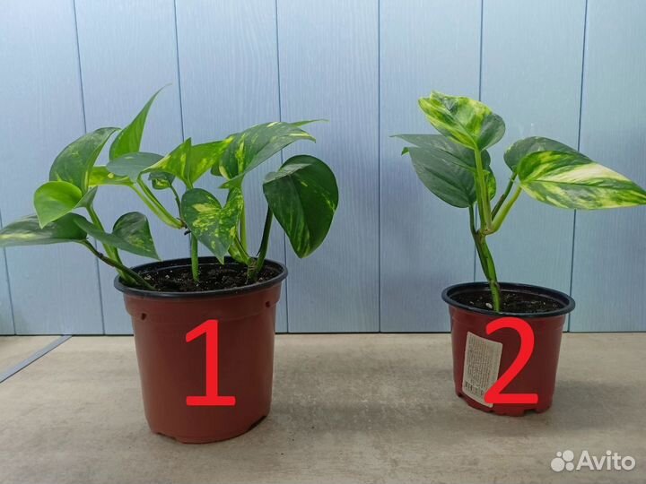 Эпипремнум золотистый, сциндапсус