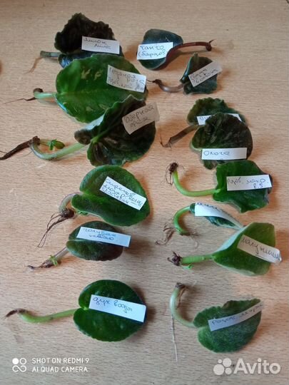 С корешками