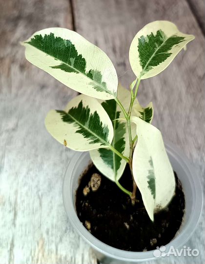 Фикусы де Гантель почтой