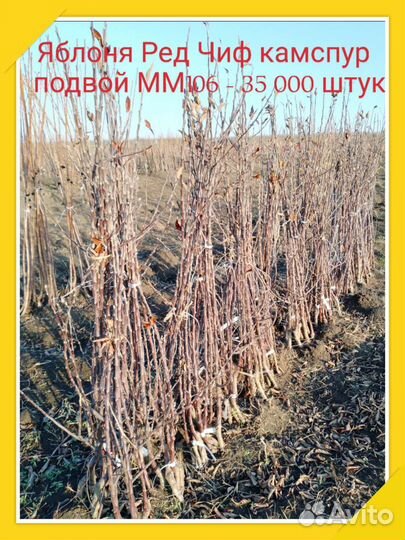 Саженцы плодовых деревьев