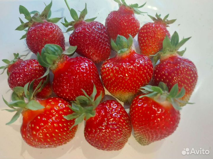 Рассада клубники