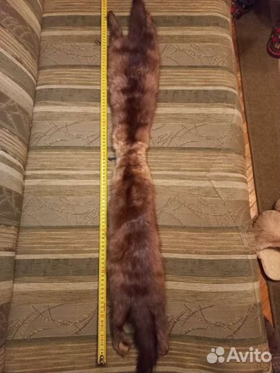 Шкурка соболя