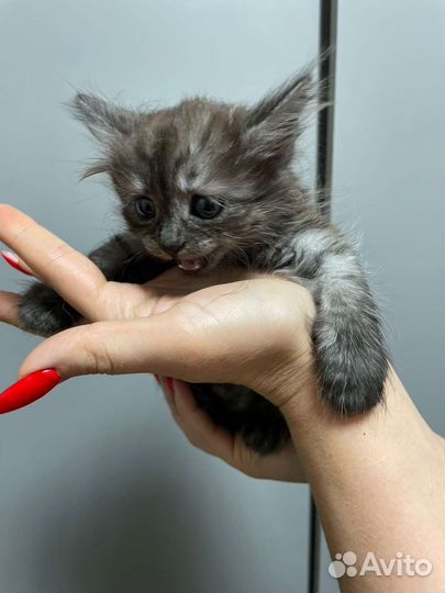 Котенок девочка бесплатно