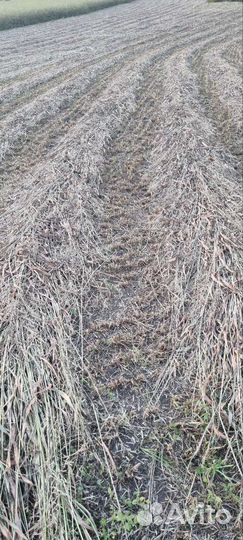 Сено суданка в тюках