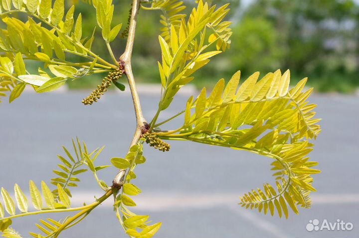 Гледичия Трехколючковая семена