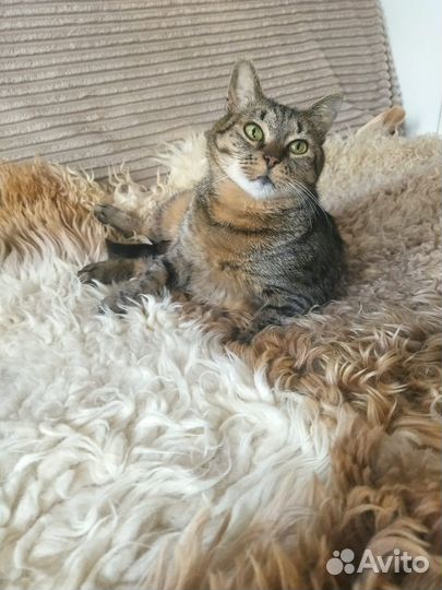 Кошка ищет дом