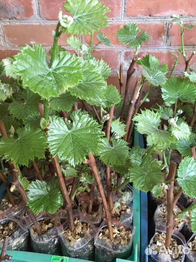 Саженцы винограда вегитирующего