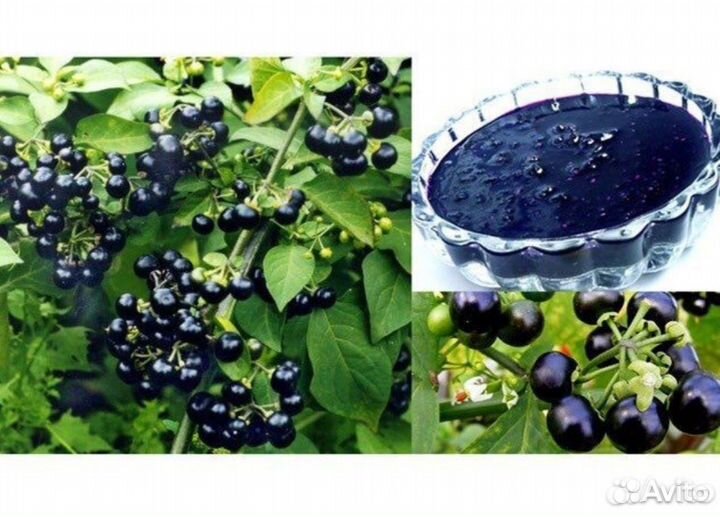 Рассада черника форте (Санберри)