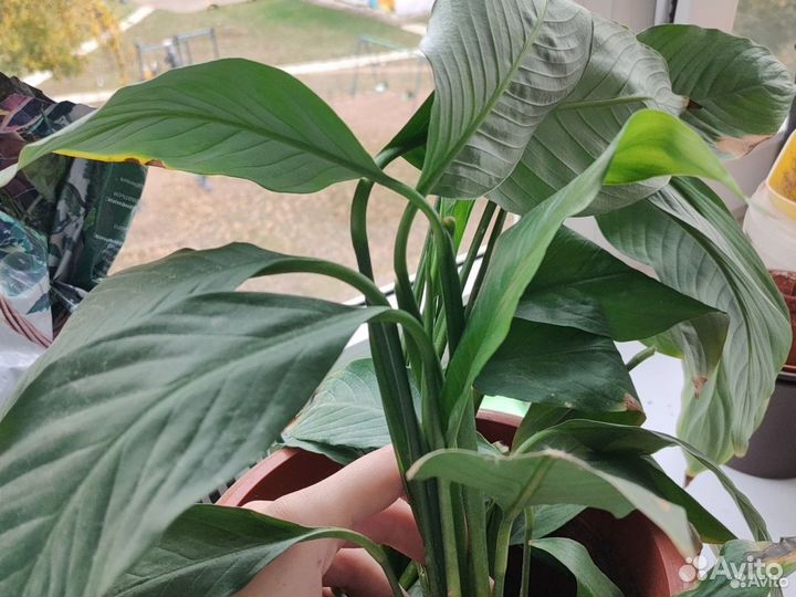 Спатифиллум или женское счастье