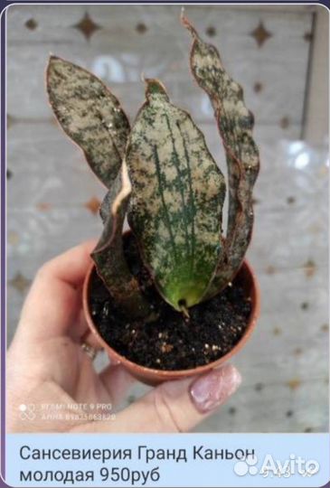 Сансевиерия стар каньон гранит