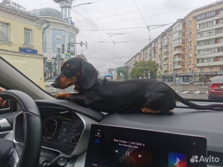 Такса 5 месяцев с паспортом