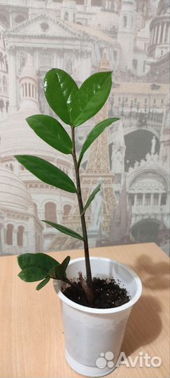 Замиокулькас