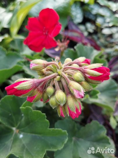 Пеларгония герань, традесканция