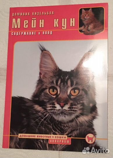 Содержание кошек Мейн Кун Сфинкс Британская