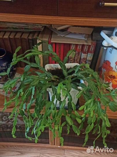 Декабрист шлюмбергера