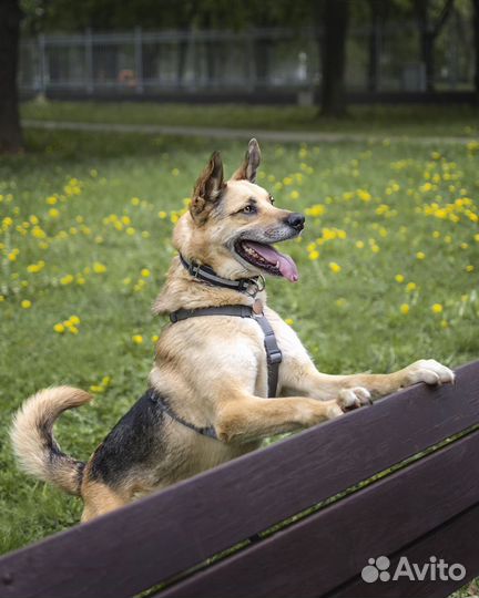 Собака ищет дом