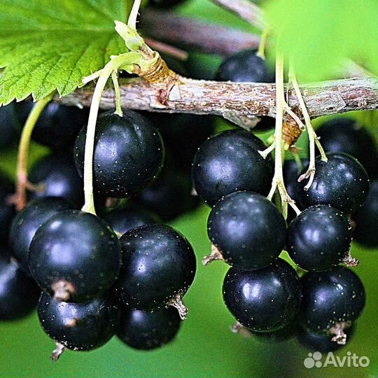 Саженцы смородины