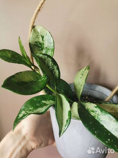 Хойи сортовые