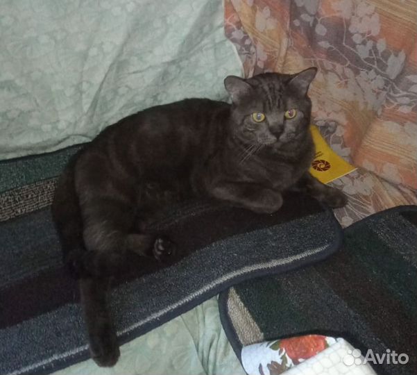Британский кот в добрые руки