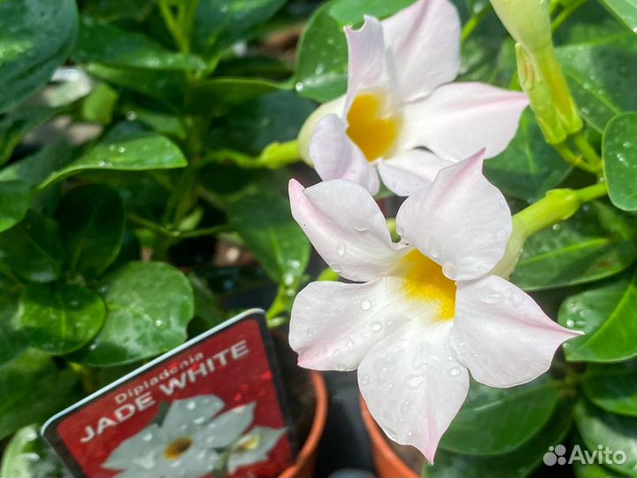 Мандевилла Jade White