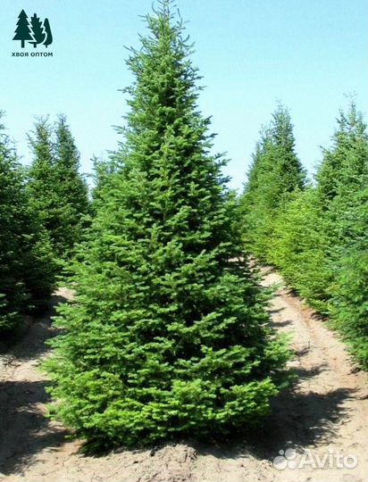 Ель артикул М-101