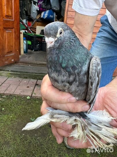 Голуби тасманы