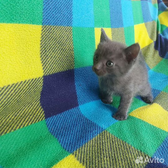 Котенка в добрые руки