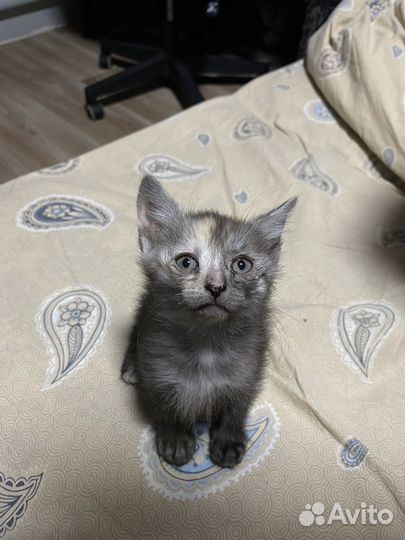Отдаю котят