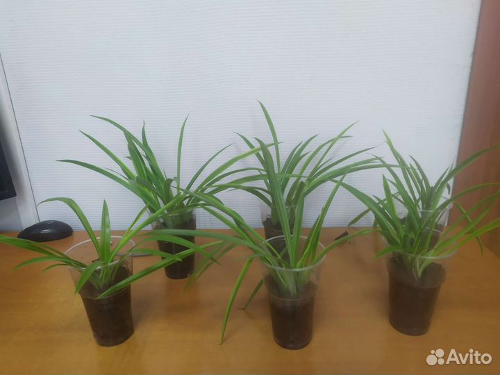 Хлорофитум