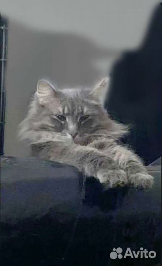 Кошечка ищет дом