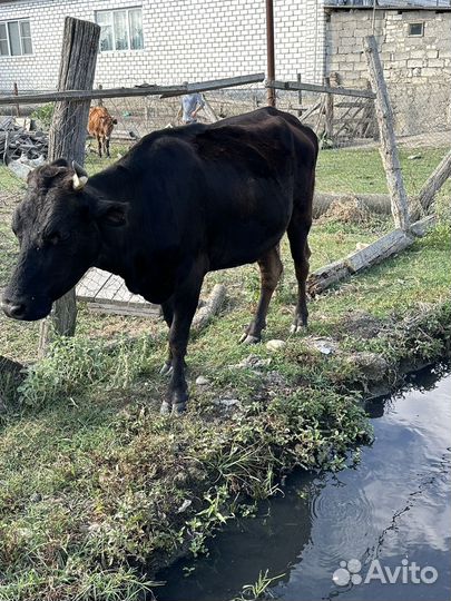 Продается молодая дойная корова Отелившаяся один
