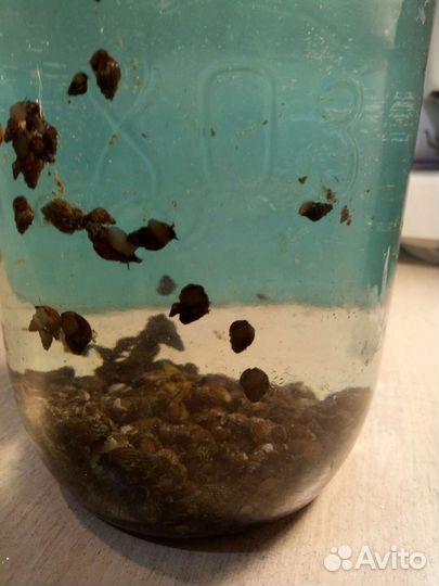 Улитки аквариумные