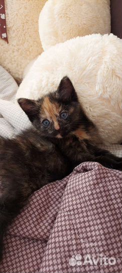 Кошечка, котенок 2 мес в добрые руки