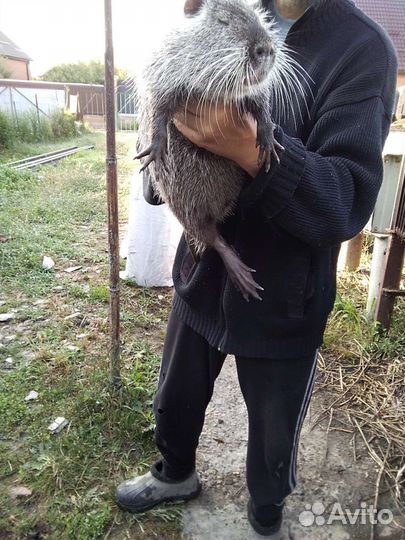 Продаю нутрий