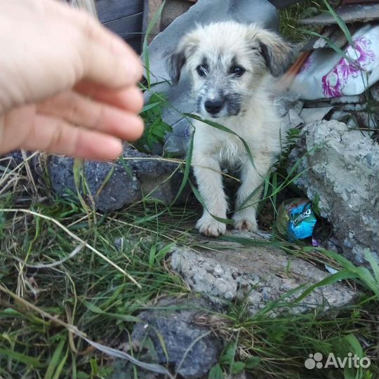 Отдам бесплатно щенки