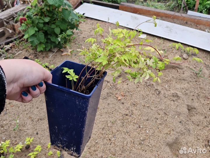 Княжик Столвик Голд