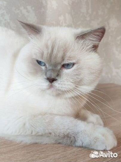 Кот и беременная кошка/ вязка