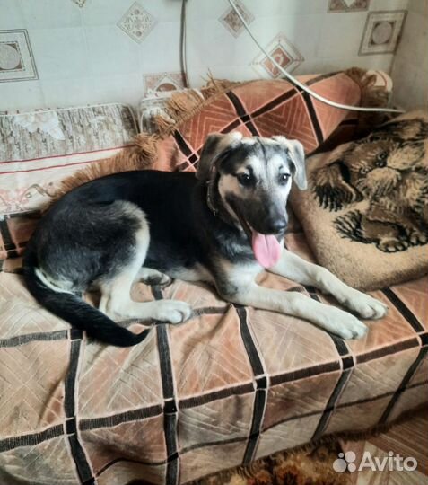 Умница Герда