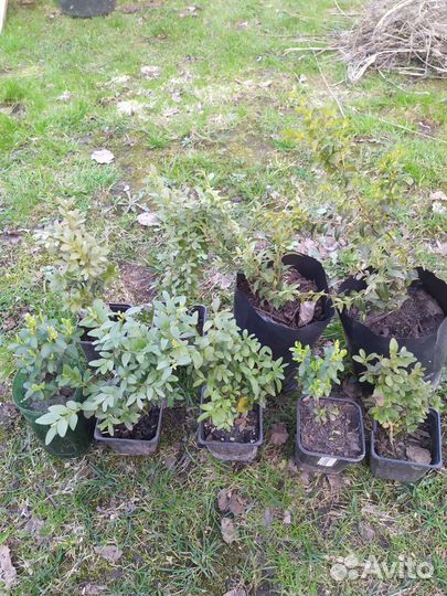 Саженцы самшита