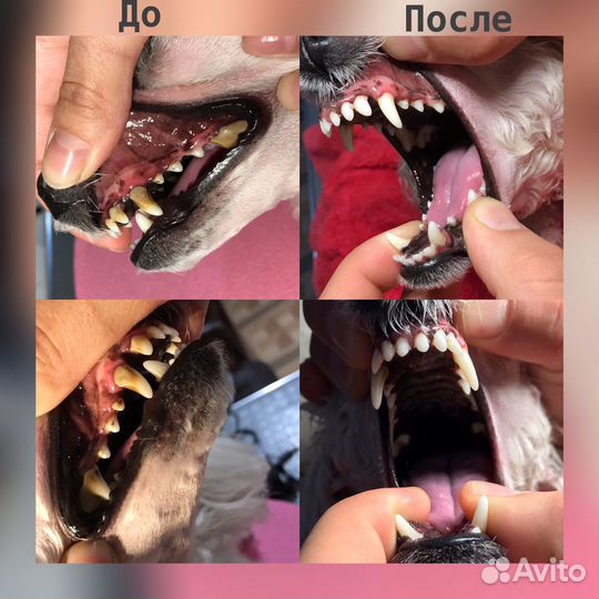 Уз чистка зубов собакам