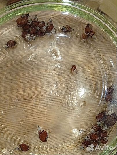 Улитка Тиломелания Кролик