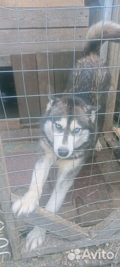 Сибирский хаски