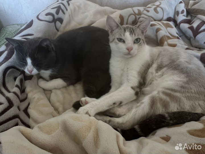 Кошки в добрые руки