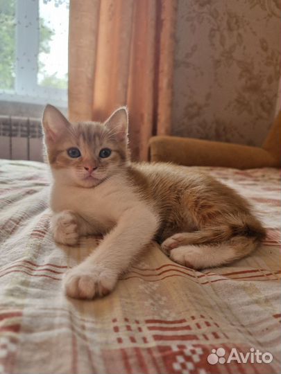 Котята в добрые руки бесплатно