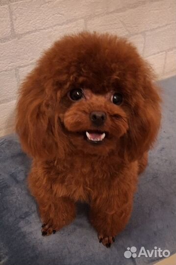 Тикап тедди той-пудель Китай Вязка Мальтипу