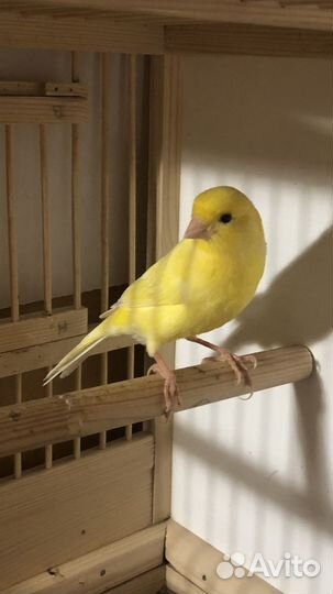 Кенары певчий