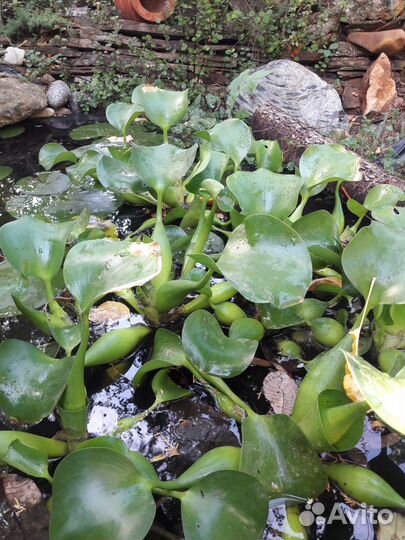 Водный гиацинт