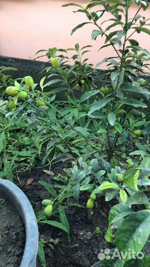 Саженцы кумквата