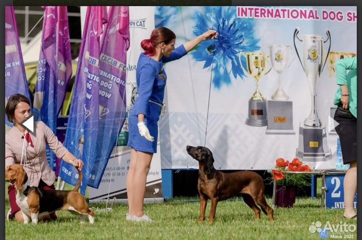 Профессиональный хендлер в СПб